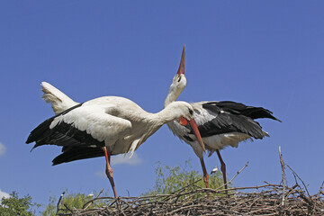 White Stork, ciconia ciconia, Pair standing on Nest, Courtship displaying, Alsace in France