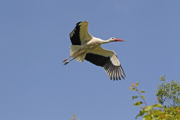 White Stork, ciconia ciconia, Adult in flight, Alsace in France
