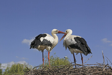 White Stork, ciconia ciconia, Pair standing on Nest, Alsace in France