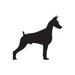 Doberman dog standing silhouette vector isolated. Doberman Pinscher.