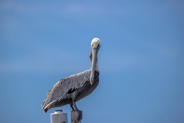Pelikan nay, na latarni w Meksyku w Rio Lagartos