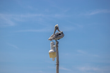 Pelikan nay, na latarni w Meksyku w Rio Lagartos
