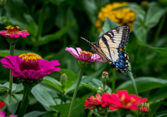 Fototapeta na wymiar Beautiful yellow butterfly on a flower