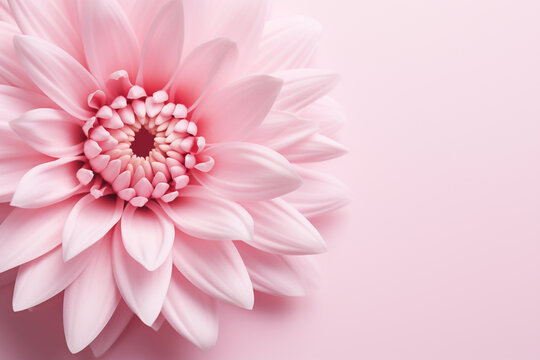 pink flower close-up, natural background