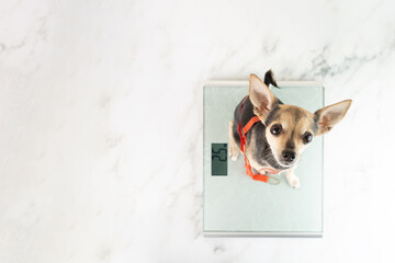 dog on scales,copy space,cute pet is weighed,top view,diet for small dog breeds