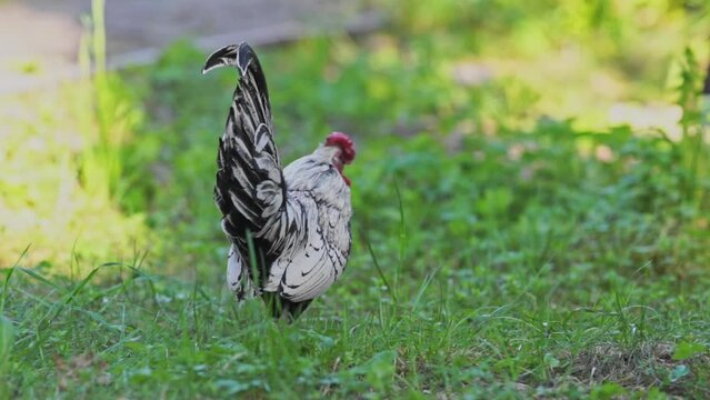 Sebright bantam walk in the yard and eat grass. Sebright rooster