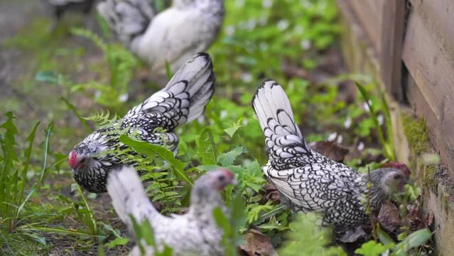 Sebright bantam walk in the yard and eat grass. Sebright rooster