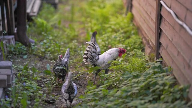 Sebright bantam walk in the yard and eat grass. Sebright rooster