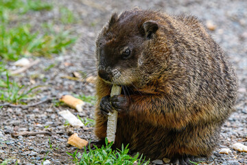 Closeup of a groundhog eating a stick of bread. He holds the bread in his paws as he nibbles. He stands on gravel with bits of grass and bread.