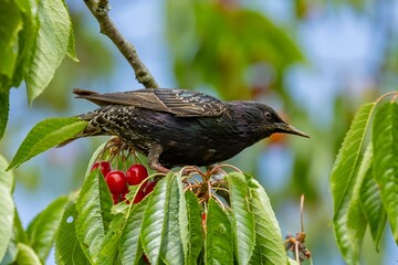 The black starling sits in a spring garden between the blossoming branches of a cherry tree 