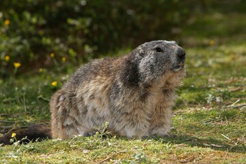 Naklejka na ściany i meble Alpine Marmot, marmota marmota, Adult standing on grass, Alps in South East of France