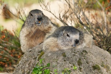 Naklejka na ściany i meble Alpine Marmot, marmota marmota, Adults standing on Rocks, Alps in South East of France