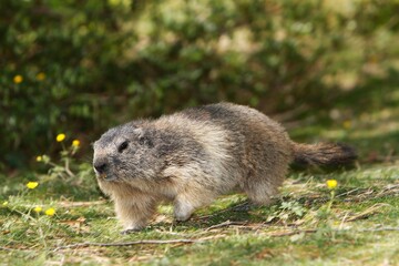 Naklejka na ściany i meble Alpine Marmot, marmota marmota, Adult walking, Alps in South East of France