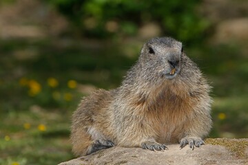 Naklejka na ściany i meble Alpine Marmot, marmota marmota, Adult standing on Rocks, Alps in South East of France