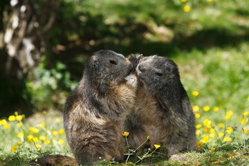 Naklejka na ściany i meble Alpine Marmot, marmota marmota, Adults playing, Alps in South East of France