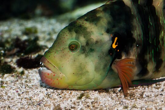 Fish at Sea Aquarium