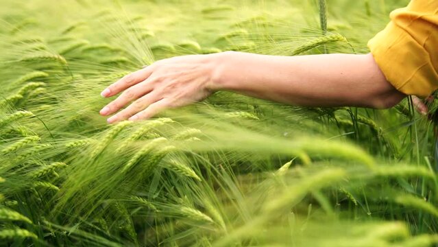 Woman wheat field. Farmer touching barley spikes in cultivated field. Selective focus, slow motion. Closeup of woman hand on plantation in agricultural crop management concept.