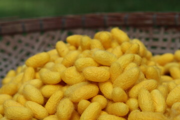 The silk in the cocoon. The yellow silk in the cocoon of Silk fabric on the container can be unraveled to harvest silk fiber.