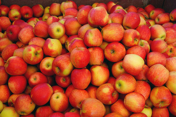 Naklejka na ściany i meble Organic Ambrosia apples at a farmers market