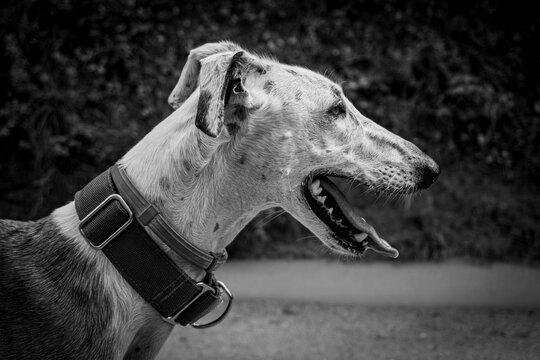 My Greyhound Marcela