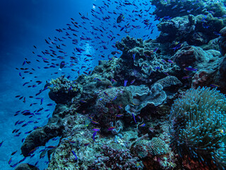 Fototapeta na wymiar Underwater Sulawesi Togean