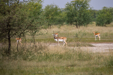 A Scene in a grassland- black buck