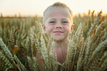 A boy in a wheat field with ears in his hands in the bright setting sun. Cultivation of cereal...