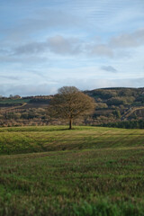 Fototapeta na wymiar A lone Oak Tree in the British Countryside