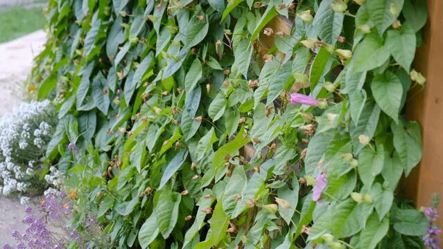 A close-up green background of a wall of lush green foliage. Bushes Green fence