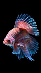 Fototapeta premium Betta fish, beautiful fish in dark background (Ai generated)