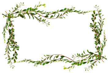 Twigs with small green leaves in a floral frame isolated on white or transparent background