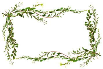 Twigs with small green leaves in a floral frame isolated on white or transparent background