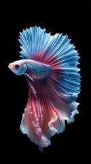 Betta fish, beautiful fish in dark background (Ai generated)