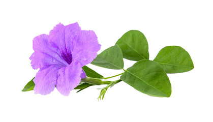 Purple flowers on transparent png