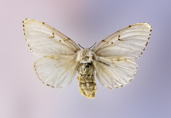 Fototapeta na wymiar White Acronicta Vulpina Noctuid Moths Dagger Moths