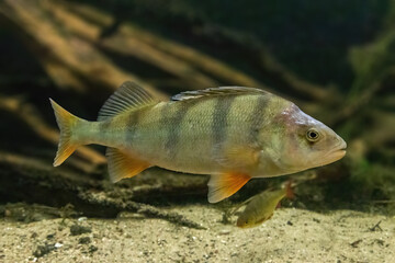 Naklejka premium European Perch Perca Fluviatilis Rieder Fish