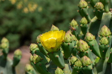 Bright yellow flowers of prickly pear cactus Opuntia between green prickly leaves