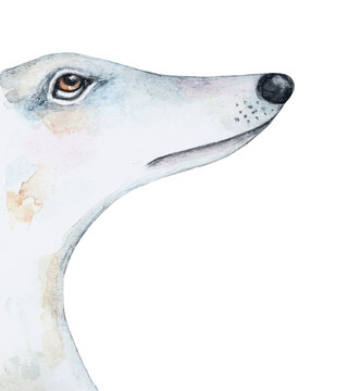 Watercolour illustration of profile portrait of beautiful white Borzoi, also known as Wolfhound. Hand painted water color drawing, cut out clip art element for design, advertising, pet products print.