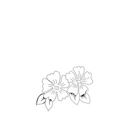 fragrant tropical flower graphic illustration isolated on white 