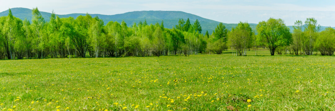 panoramic view of the meadow with dandelions in full bloom. Beautiful blurred background image of spring nature with  meadow with dandelions in full bloom surrounded by trees against a blue sky with c