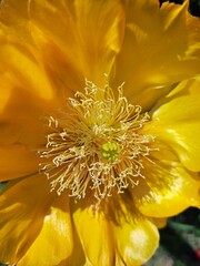 fiore giallo pianta fico d'india