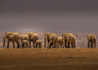 Fototapeta na wymiar Kenya Elephants