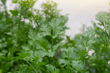 Fresh coriander is growing with sunlight in the garden is a fragrant vegetable.