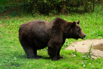 Obraz na płótnie Canvas Brown Bear, Ursus arctos, Europe 