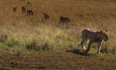 MASAI MARA DAY 3 (A92)