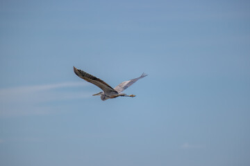 Pelikan w Meksyk Rio Lagartos