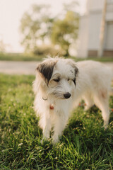 Portrait of a mongrel cute young dog with white hair in a collar on a leash. Concept of friendship, trust, love.