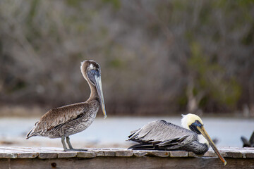 Pelikan w Meksyk Rio Lagartos