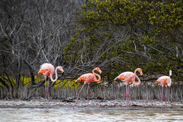 Flaming w Meksyku w Rio Lagartos