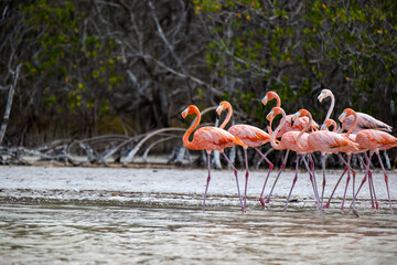 Fototapeta premium Flaming w Meksyku w Rio Lagartos